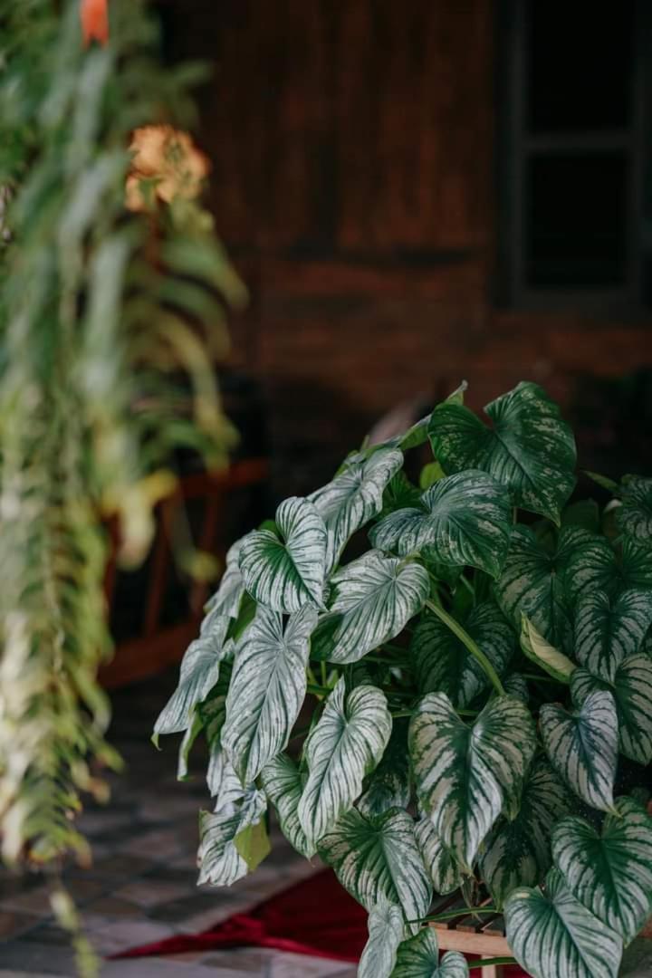 Harmony Garden - Home And Coffee Huế Ngoại thất bức ảnh